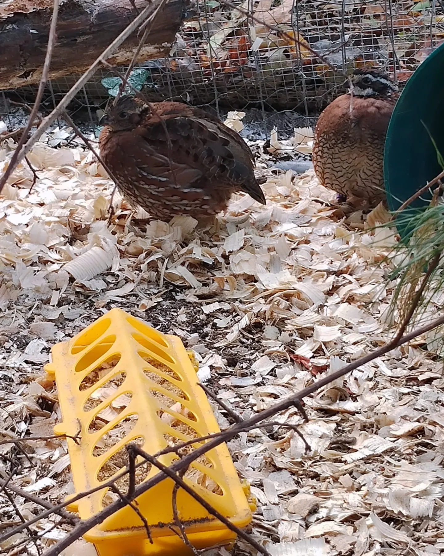 Close-up of Pharaoh quail