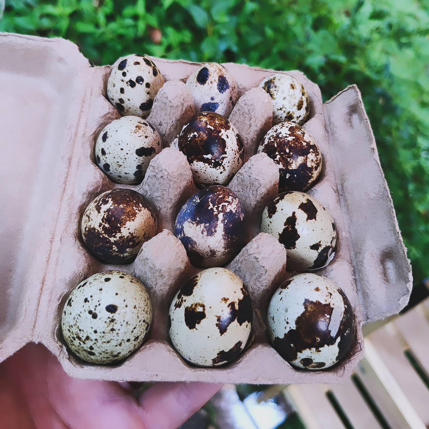Quail resting in the barn